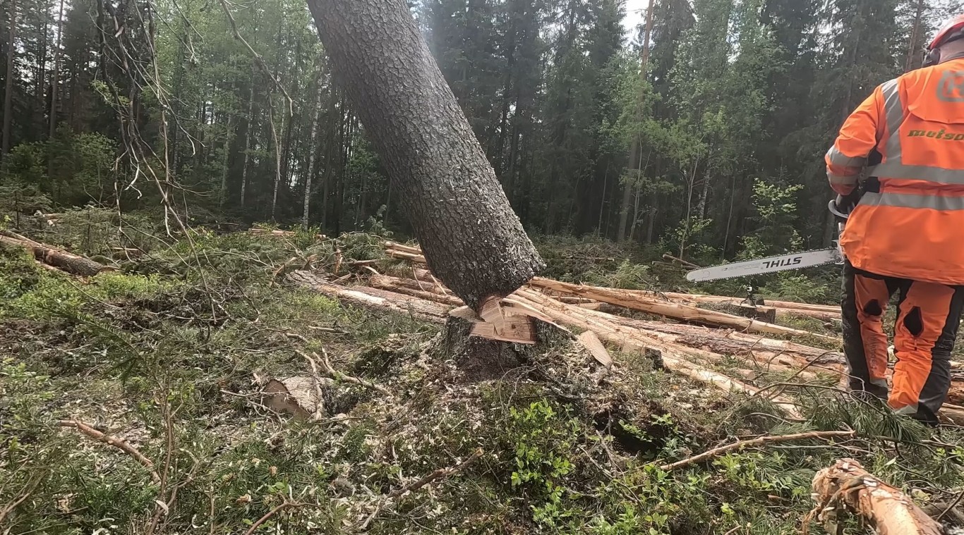 Tree Removal service in Delano, CA